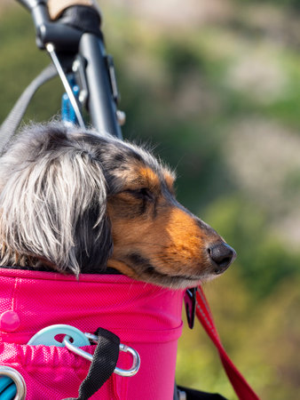 Dachshund riding in a cartの写真素材