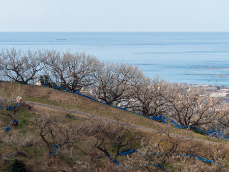 Plum grove with blooming plum blossoms and seascapeの写真素材