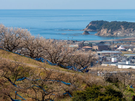Plum grove with blooming plum blossoms and seascapeの写真素材