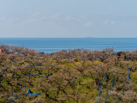 Plum grove with blooming plum blossoms and seascapeの写真素材
