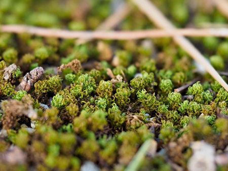 Fresh green moss growing by the roadsideの写真素材