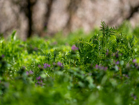 Fresh green flowersの写真素材