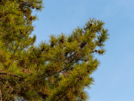 Pine trees with pine treesの写真素材