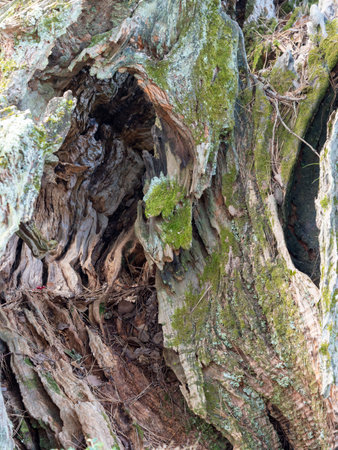 Decaying tree barkの写真素材