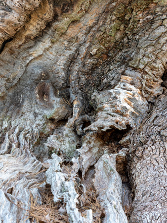 Decaying tree bark