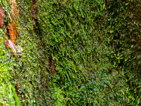 Moss on a rocky area wet in the rainの写真素材
