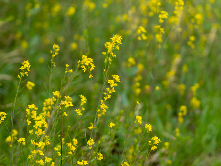 Rape blossoms blooming on the riverbedの写真素材