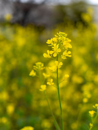 Rape blossoms blooming on the riverbedの写真素材