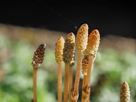 Earthen brushes growing on the roadside of Asuka Villageの写真素材