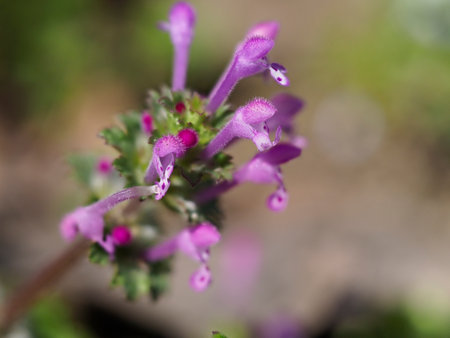 Hotokenoza blooming on the ridge path of the terraced rice fieldsの写真素材