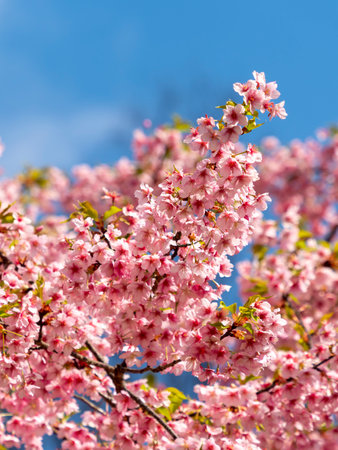 Cherry blossoms in full bloom in Asuka Village