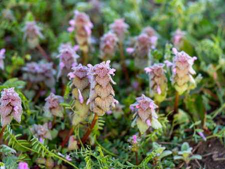 Frosted Bulbophyllum blooming in the fieldの写真素材