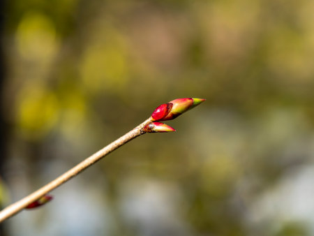 Tosamizuki in full bloom in Asuka Villageの写真素材