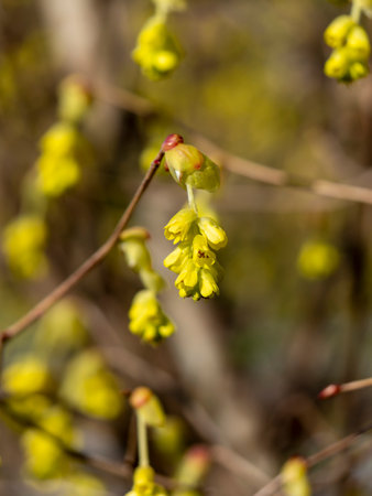 Tosamizuki in full bloom in Asuka Villageの写真素材