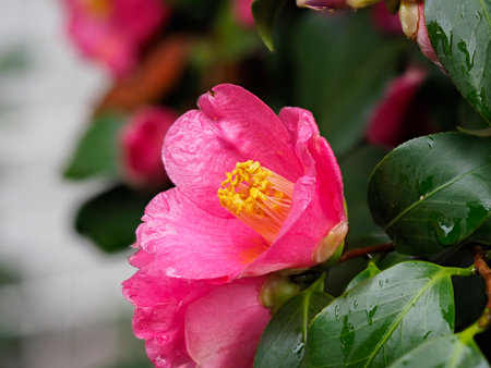Camellia flowers wet in the rainの写真素材