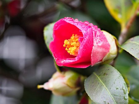 Camellia flowers wet in the rainの写真素材