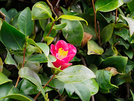 Camellia flowers wet in the rainの写真素材