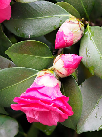 Mountain tea flowers wet in the rainの写真素材