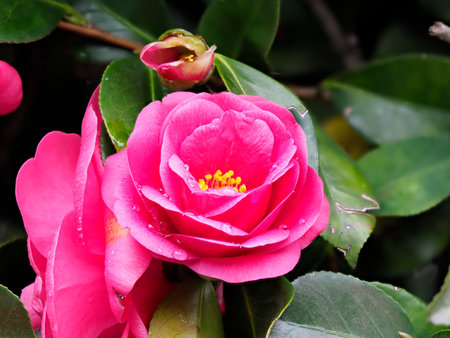 Mountain tea flowers wet in the rainの写真素材