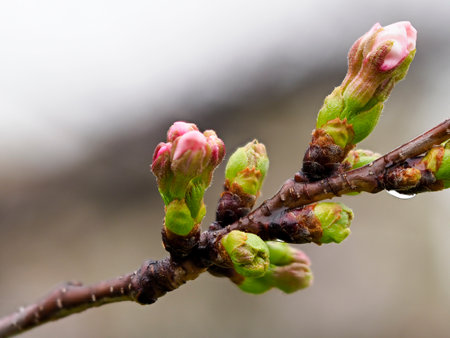 Cherry blossom buds wet in the rainの写真素材