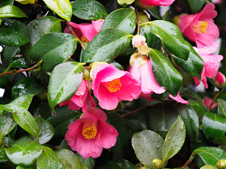 Camellia flowers wet in the rainの写真素材
