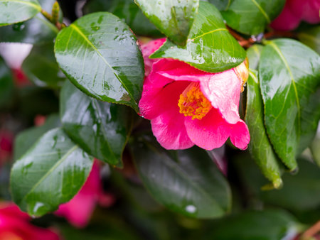 Camellia flowers wet in the rainの写真素材