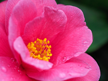 Mountain tea flowers wet in the rainの写真素材