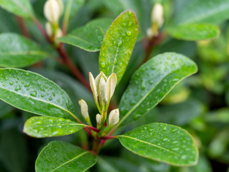 Azalea buds wet in the rainの写真素材
