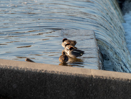 Duck resting on the bank of the riverの写真素材