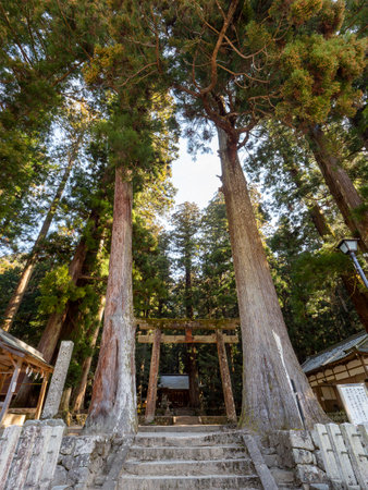 The large sacred tree and torii gate of Ryuana Shrineの写真素材