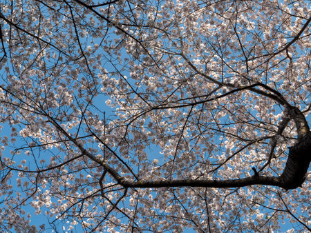 Cherry blossoms looking up from belowの写真素材