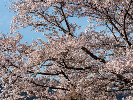 Cherry blossoms shining against the blue skyの写真素材