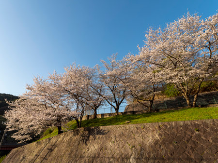 Cherry blossoms blooming along the roadの写真素材