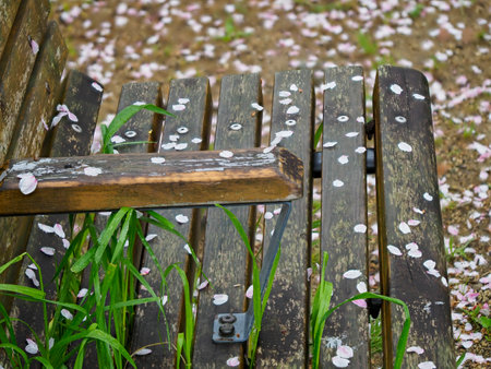 Rain-soaked park bench with cherry blossom petalsの写真素材