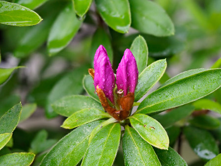 Azalea buds wet in the rainの写真素材