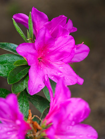 Azalea flowers wet in the rainの写真素材