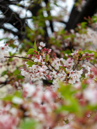 Cherry blossoms in the rainの写真素材