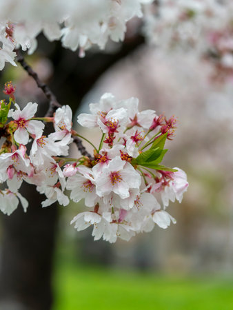 Cherry blossoms in the rainの写真素材