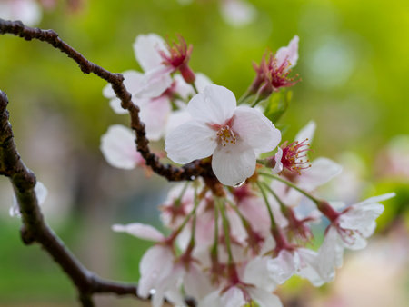 Cherry blossoms in the rainの写真素材