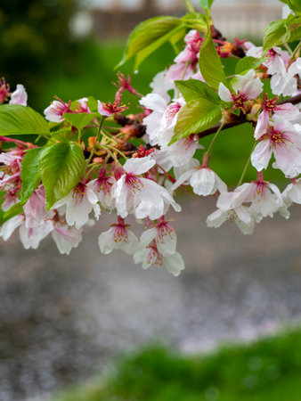 Cherry blossoms in the rainの写真素材