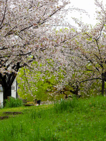 Cherry blossoms blooming in a rain-soaked parkの写真素材