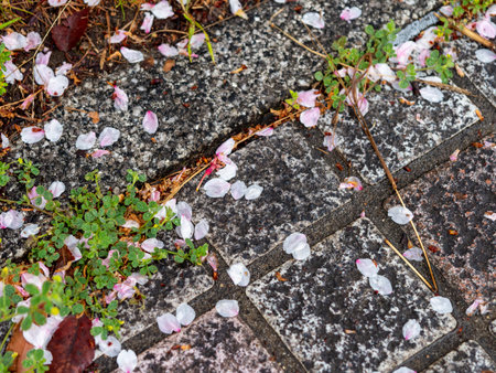 Petals of cherry blossoms that fell to the groundの写真素材