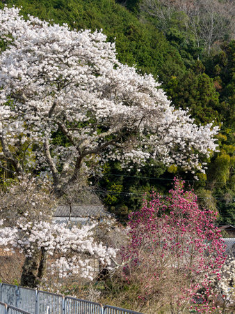 Cherry blossoms blooming in the satoyama of MurÅの写真素材