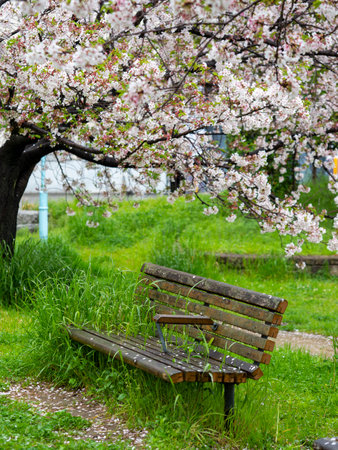 Park on a rainy day with cherry blossoms in bloomの写真素材