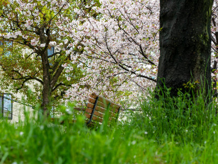 Park on a rainy day with cherry blossoms in bloomの写真素材