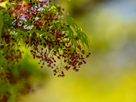 Blue autumn leaves with red flowersの写真素材