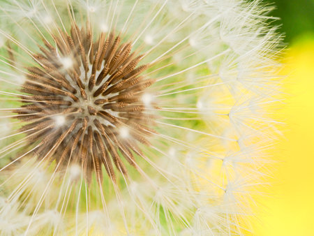 Dandelion fluff close-upの写真素材