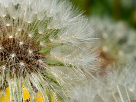 Dandelion fluff close-upの写真素材