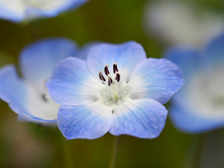Blue nemophila flowersの写真素材