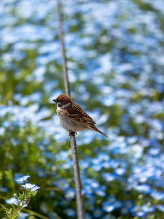 Nemophila flower garden and sparrowsの写真素材